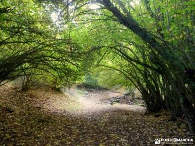 Dehesa Bonita-Abedular Somosierra;besaya nacimiento rio sil ribeira sacra cañones del sil donde nac